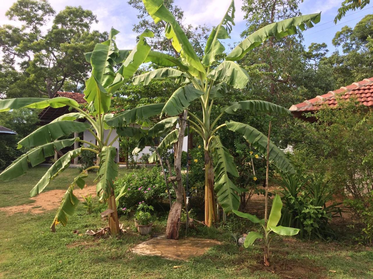 Appartamento Sunshine Cafe Tangalle Esterno foto